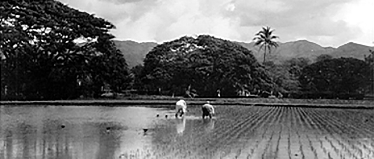 old photo of the hawaiian rice or taro fields